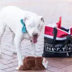 Albino dog with a bow tie and Cherry Creek North tote bag.