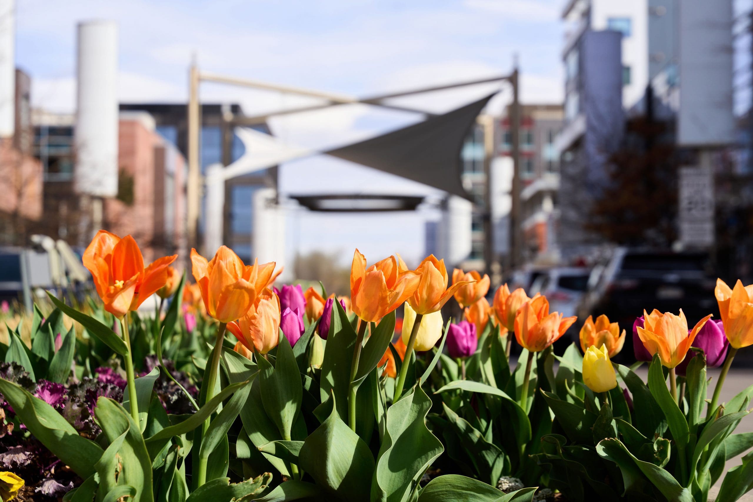 Colorful tulips in an urban setting with modern buildings and a shade structure.