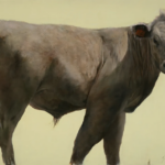 Oil painting of a grey bull with an ear tag, part of the "In Good Company" exhibition.